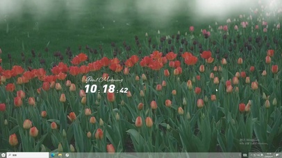 郁金香花海  电脑主题