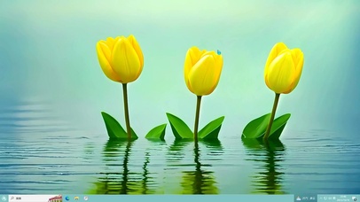 黄色郁金香桌面主题