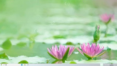 清新荷花  电脑版