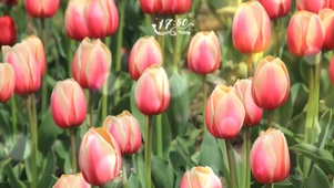 唯美郁金香花丛