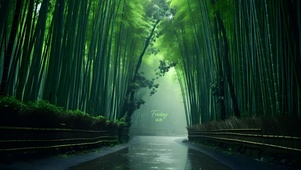 幽静竹林 4K
