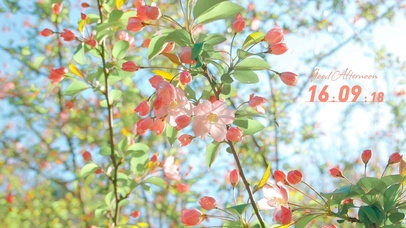 4k小清新盛开的花朵