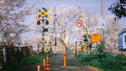4k 治愈夏日火车路口的樱花