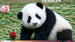 熊猫小可爱