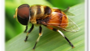 微观蜜蜂
