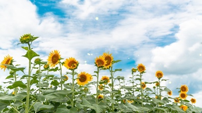 蓝天下的向日葵