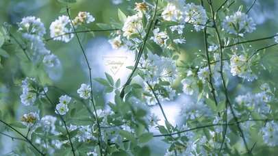 4K治愈清新白木香花