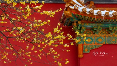 4k 红墙冬季银杏树