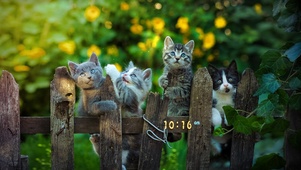 栏杆上猫咪