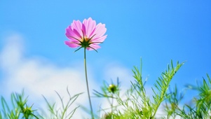 格桑花