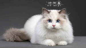 可爱的猫猫