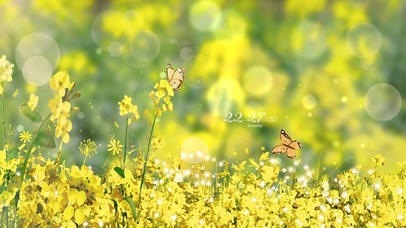 4k 唯美春天油菜花田的蝴蝶
