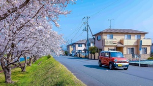 唯美治愈樱花街道（带真实时间）