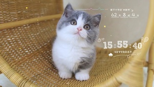 好奇的小奶猫