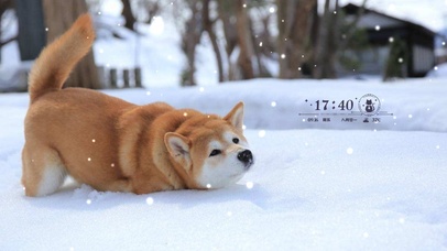 雪中玩耍的柴犬狗狗