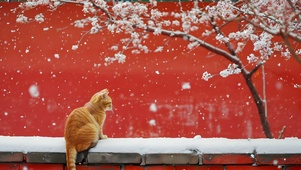 红墙下的猫