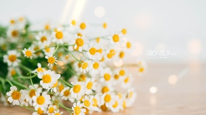 4K 清新唯美小雏菊