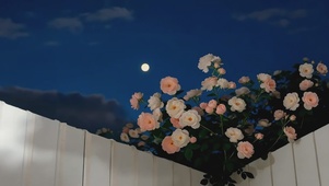 月夜蔷薇