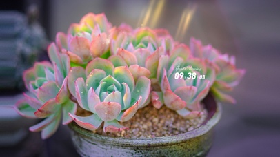 4k治愈唯美多肉