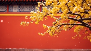 红墙白雪黄花