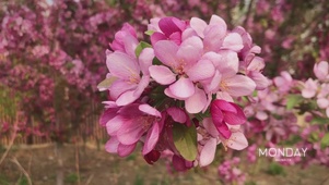风中楸子花