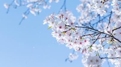 5K 唯美治愈樱花