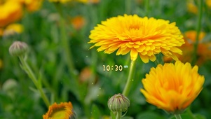 黄色邹菊