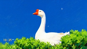 清爽解压  鹅鹅鹅…