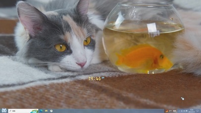 喵你发财连年有余主题壁纸