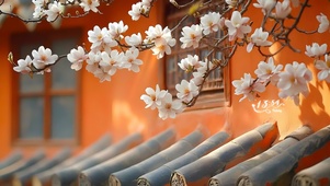 樱花盛开
