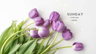 4k极简紫色郁金香桌面