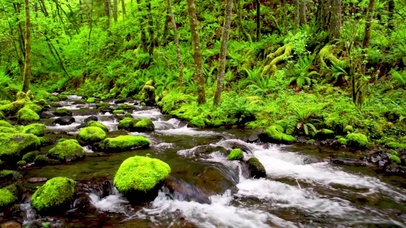 4K唯美治愈森林护眼溪流