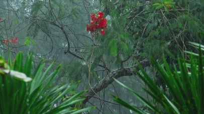 热带森林的大雨