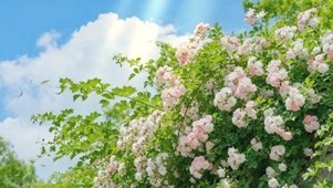 蔷薇花在微风中摇曳