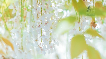 4K清新唯美藤花