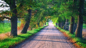 唯美治愈阳光小路