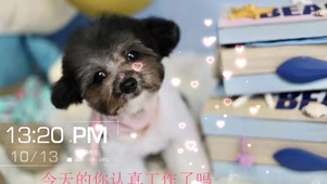 可爱狗狗歪头杀