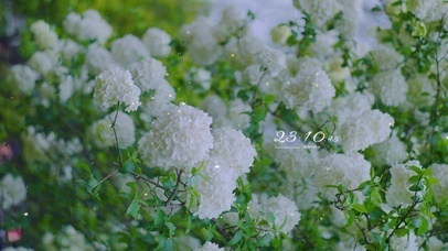 4k 治愈护眼雨天绣球花