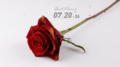 4k简约唯美玫瑰花1