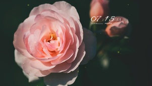 4k高清冷美花系列