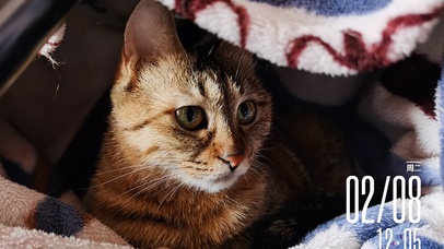 谁知道小猫咪的脑子里在想什么呢