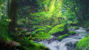 春天森林溪水