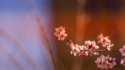 人面不知何处去，桃花依旧笑春风