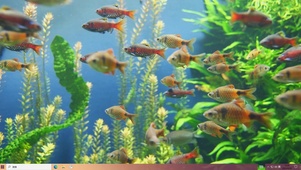 水族馆—主题