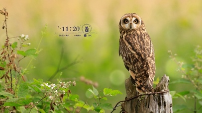 阔爱滴 猫 头鹰