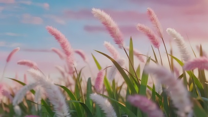 清新狗尾草天空