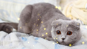 想睡觉的猫咪
