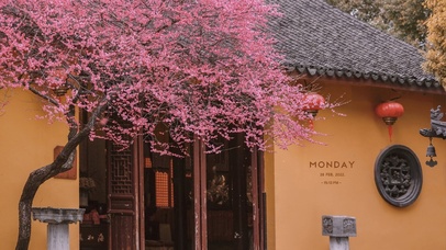 唯美寺院的梅花