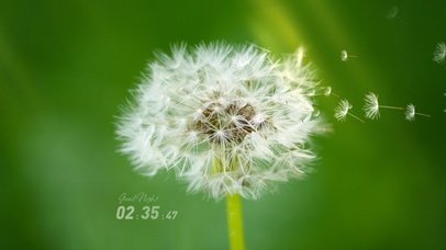 唯美治愈蒲公英（6K极致超清）