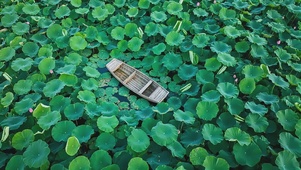 夏季荷塘